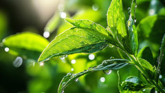 Allulose and Stevia: Two Distinct Sweeteners in Modern Formulations