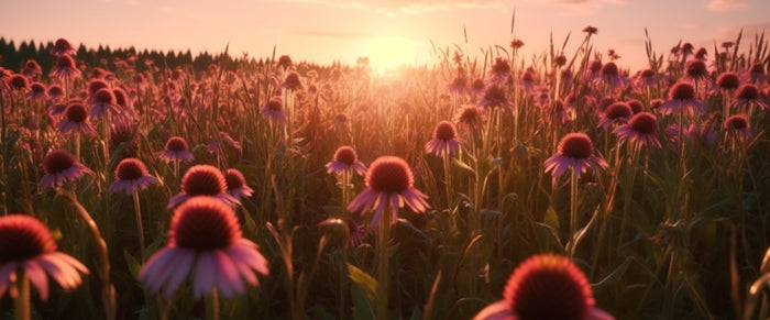 L'échinacée dévoilée : découvrez les nutriments, l'histoire et le monde fascinant de cette plante 